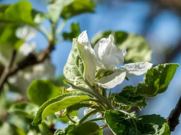 Elma Çiçekleri ve Buds İlkbaharda Bir Dalda.