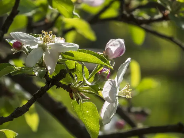 Elma Çiçekleri ve Buds İlkbaharda Bir Dalda.