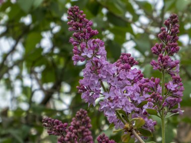 İlkbahar Leylağı Yumuşak Odakta Çiçek Açtı.