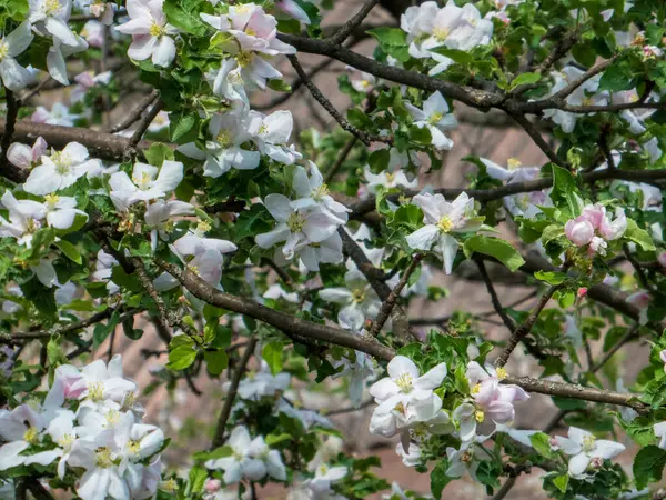 Bahar çiçekleriyle dolu yemyeşil elma dalları.