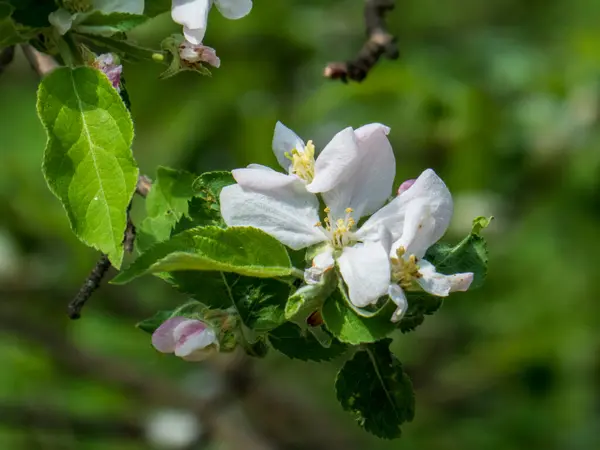 Kıbrıs 'ta Narin Elma Çiçekleri Bahar Güneşi.