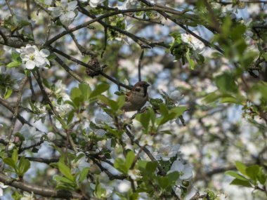 Elma Ağacı Çiçeklerinin Ortasındaki Minik Serçe.