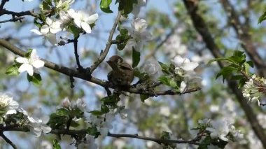 Serçe Çiçekler Arasında Baharın Tadını Çıkartıyor