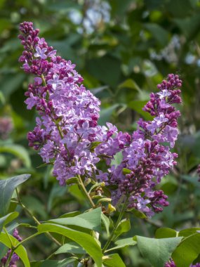 İlkbaharda Canlı Mor Leylak Çiçekleri.