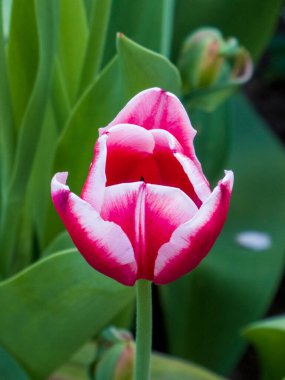 Bahar Çiçeğinde Zarif Pembe ve Beyaz Papağan Lale.