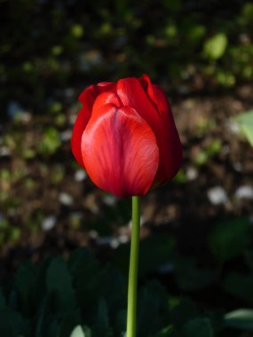 Doğal Bahçe Işığında Zarif Kırmızı Lale Çiçek Açtı.