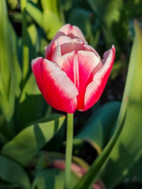 Bahar Bahçesinde Zarif Kırmızı ve Beyaz Lale.