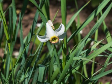 Şairin Şairi Bahar Güneşi Altında Nergis.