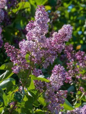 Yumuşak Işıkta Narin Leylak Çiçekleri.