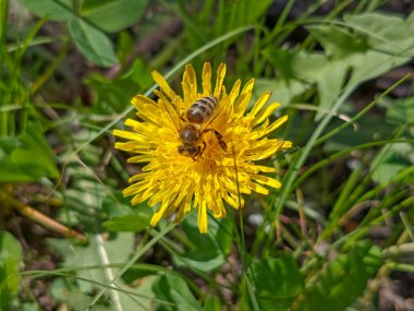 Bal Arısı Parlak Sarı Karahindiba Tozlaştırıyor.