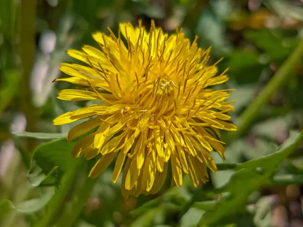 Doğal Ayarlarda Parlak Sarı Karahindiba Çiçeği.