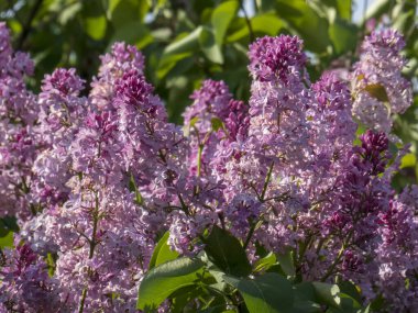 Bahar Güneşi 'nde Leylak Çiçeklerinin Profüzyonu.