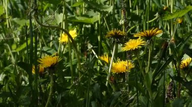 Baharda yeşil çimlerde açan karahindibalar güneşli bir günde karahindiba dolu bir tarla.