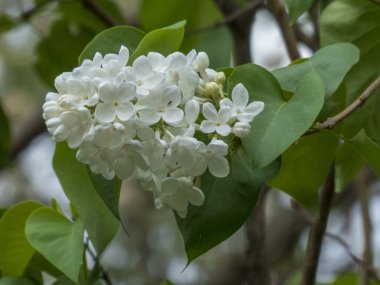 İlkbaharda El değmemiş Beyaz Leylak Çiçeklerinin Yakın Çekimi.