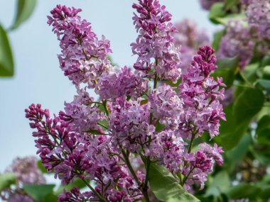 Canlı mor ve pembe leylak çiçeklerinin yakın çekimi yumuşak, parlak bir arkaplanda çiçek açar..