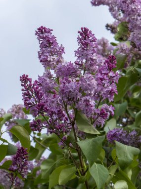 Parlak bir gökyüzüne karşı yumuşak güneş ışığıyla aydınlatılan, ışığın gölgelerini ve derin morları gösteren, çiçek açan leylak kümelerinin yakın bir görüntüsü.