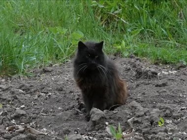 Görkemli Kara Kedi Bahçede oturuyor