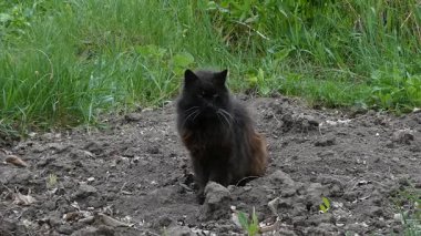 Görkemli Kara Kedi Bahçede oturuyor