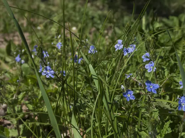  Canlı bir yakın plan çekimi, Germander Speedwell 'in (Veronica chamaedrys) çiçeklerini tam çiçekle yakalar..
