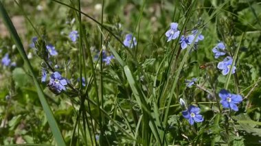 Parlak Mavi Germen Speedwell Çayırdaki Çiçekler