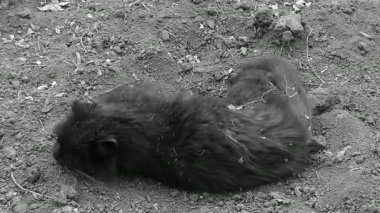 Toprakta dinlenen Kara Kedi