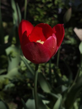 Büyüleyici bir yakın çekim sergisi. Tek bir parlak kırmızı lale çiçeği tam çiçekleniyor. Kadife yapraklar güzel bir şekilde benekli güneş ışığıyla aydınlatılıyor, zengin renklerini ve narin dokusunu vurguluyor..