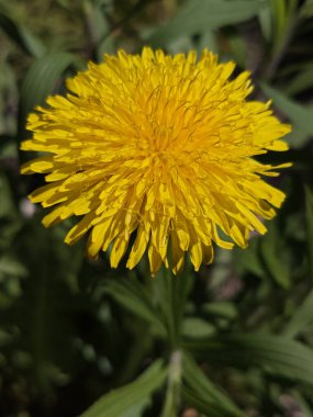 Yakından çekilen bir fotoğraf, sıradan bir karahindibanın (Taraxacum officinale) canlı sarı çiçek başını tam çiçeklenme anında yakalar..