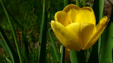 Canlı Sarı Lale Bahar Güneşi 'nde Çiçek açıyor