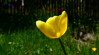 Bahar Güneşi 'nde açan Parlak Sarı Lale