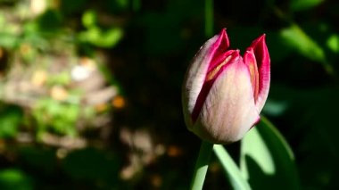 Bahar Güneşi 'nde zarif pembe lale Bud