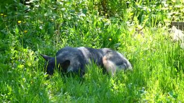 Gevşemiş Köpek Yeşil Çimenlerde Dinleniyor