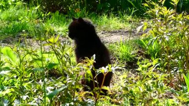 Yeşil bir bahçede yukarı doğru uzanan siyah kedi.