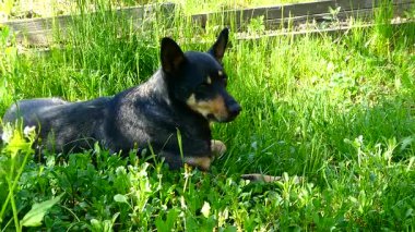 Alarm Köpeği Güneşli Çimlerde Dinleniyor