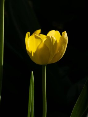 Canlı sarı bir lale uzun ve aydınlık durur, yaprakları derin, zıt bir karanlık arka plana karşı ışığı yakalar. Tek çiçeğin basitliği parlak rengini ve zarif şeklini vurgular ve çarpıcı bir görsel yaratır.