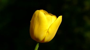 Zarif Sarı Lale Yumuşak Işıkta