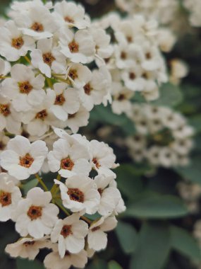 Güzel bir yakın plan çekimde, bir gelin çelengi spiresinin (Spiraea prunifolia) kavisli kökleri boyunca yoğun bir şekilde paketlenmiş el değmemiş beyaz çiçeklerin bolluğu sergilenir.).
