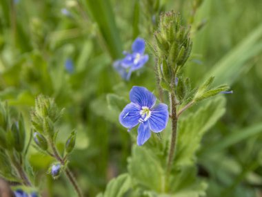 Yakın çekim, canlı mavi Veronica çiçeğinin narin güzelliğini yakalar. Hız vedası olarak da bilinir. Doğal ortamında. Çiçekte daha koyu mavi damarlı dört taç yaprağı ve beyaz bir merkez bulunur..