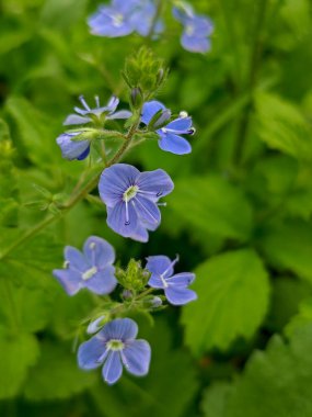 Açık mavi Veronica çiçeklerinin, muhtemelen Veronica serpillifolia 'nın (Thyme tarafından terk edilmiş Speedwell), parlak yeşil yaprakların bulanık arkaplanının güzelliğini detaylı bir şekilde yakalar.