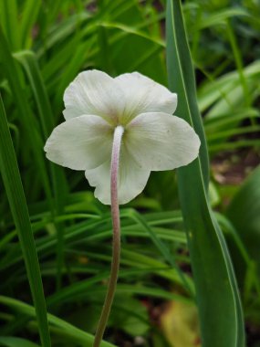 Bu eşsiz perspektif, tek bir beyaz şakayık çiçeğinin arkasını yakalar..