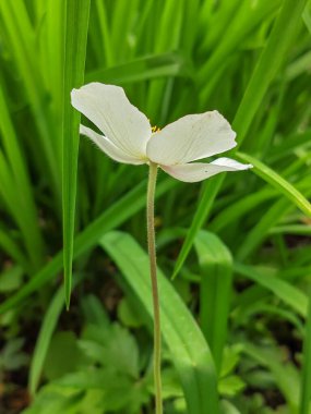 Büyüleyici bir yakın plan, tek bir beyaz Parnasya Çimeni 'nin (Parnassia Palustris) narin güzelliğini yakalar.
