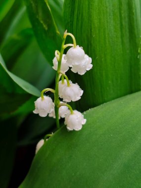 Bir yakın plan, vadi çiçeklerinin zarif güzelliğini yakalar. Parlayan su damlacıklarıyla süslenmiş el değmemiş beyaz çanları, canlı yeşil yaprakların arasına yerleşir.