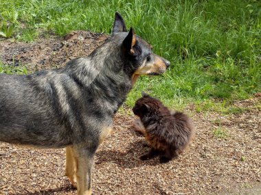 Açık havada çekilen huzurlu bir an, koyu ve açık renkli kürklü orta boy bir köpeğin, kabarık, koyu renkli bir kedinin yanında durup bakışlarını kaçırdığını gösteriyor. Köpek sakin görünüyor ve çerçevenin sağ tarafına bakıyor.