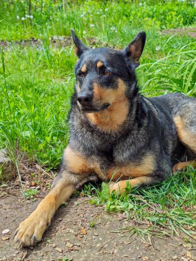 Siyah ve bronz paltolu yakışıklı bir köpek, yeşil çimlerin ve yaprakların arasında, rahat bir şekilde yerde uzanıyor, dikkatlice yan tarafa bakıyor.