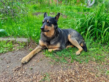 Siyah ve bronz paltolu mutlu görünümlü bir köpek açık havada toprak, ot ve odun parçaları karışımının üzerine rahatça uzanır.