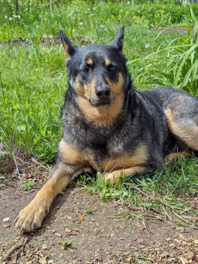 Siyah ve bronz paltolu yakışıklı bir köpek, yeşil çimlerin ve yaprakların arasında, rahat bir şekilde yerde uzanıyor, dikkatlice yan tarafa bakıyor.