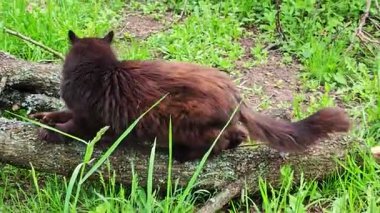 Görkemli Çikolata Uzun Saçlı Kedi Dışarıda Rahatlıyor
