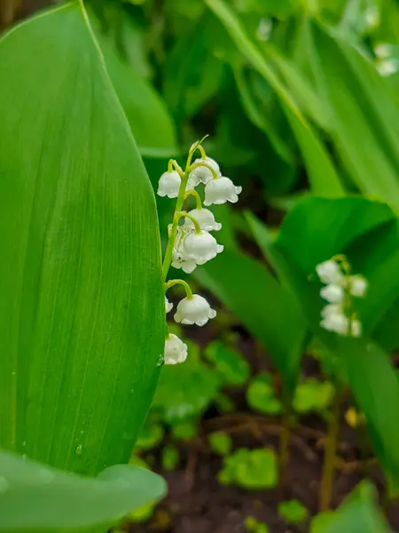 Vadinin zarif zambağı Baharda açar