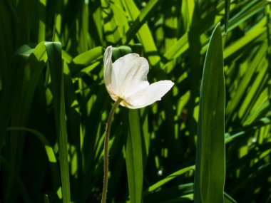 Güneş Işığında Beyaz Anemone