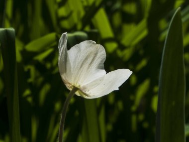 Tek, el değmemiş, beyaz bir anemon çiçeği, yeşil yaprakların bulanık zemininde zarif bir şekilde duruyor.