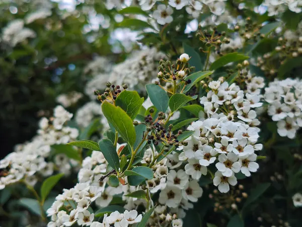 Bol Beyaz Çiçekler ve Gelişen Böğürtlenler